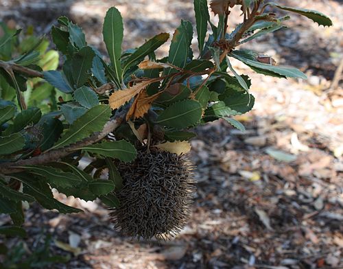 Banksia lemanniana